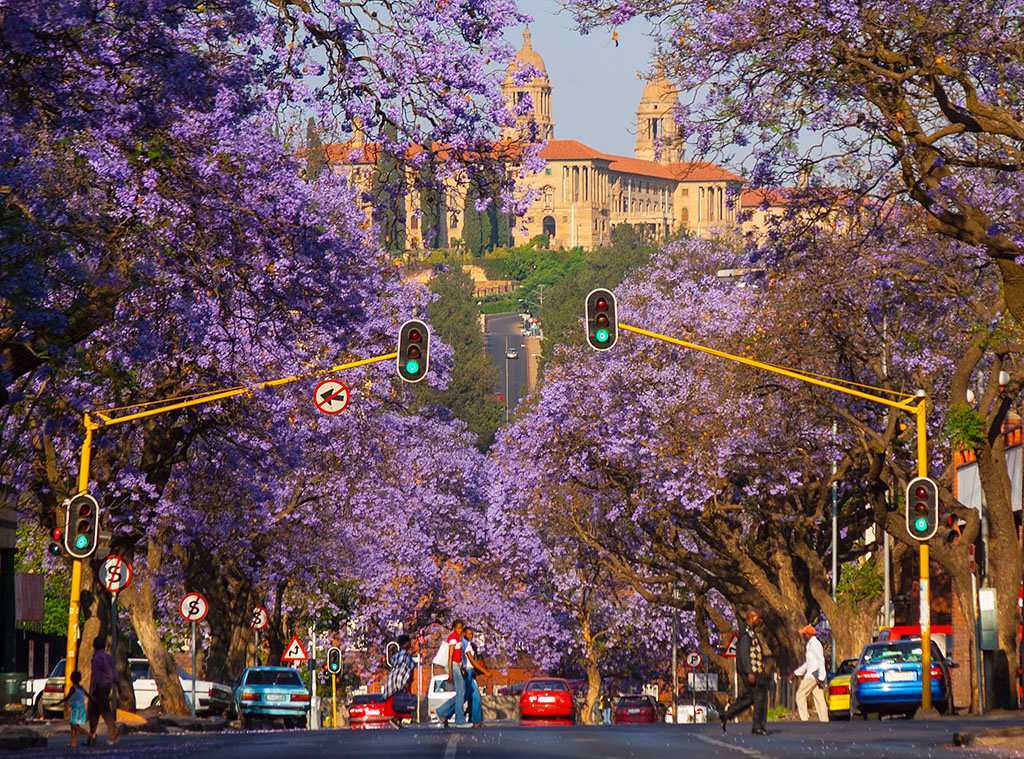 designer pool covers A street lined with purple jacaranda trees in Johannesburg, South Africa.