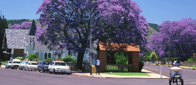 designer pool covers Jacaranda trees lining a street in a small town.