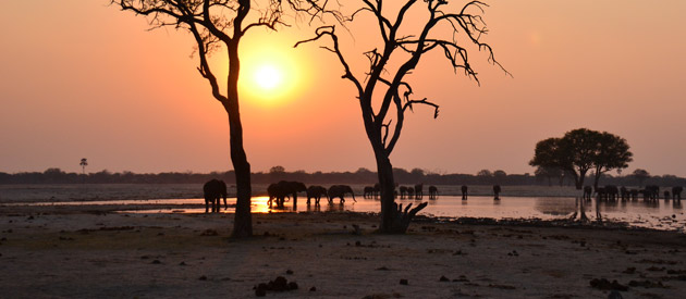 designer pool covers The sun is setting behind a group of elephants in a waterhole, where the pool covers the surface.