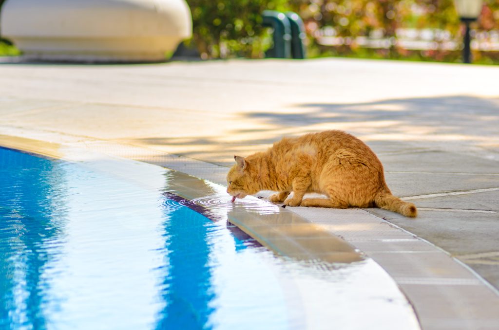 designer pool covers A cat drinking from a pool, despite efforts to keep cats off pool cover.