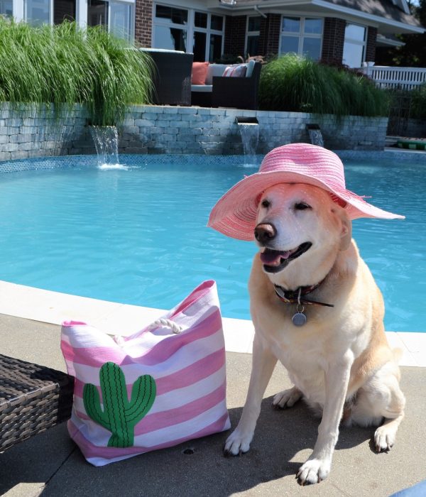 Cute pet dog acting like a human at the pool